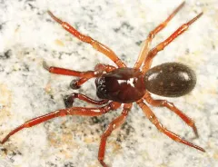 Robertus riparius thumbnail 1