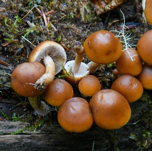 Common Stump Brittlestem