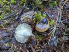 Pocket-stalked russula thumbnail 2