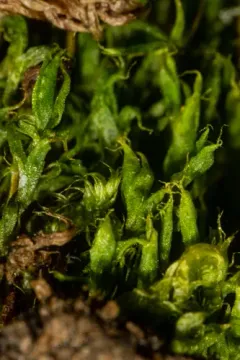 Tetraplodon urceolatus thumbnail 2