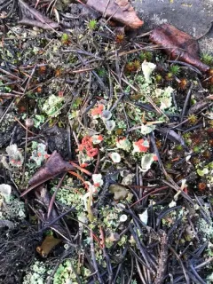 Boreal Cup Lichen thumbnail 2