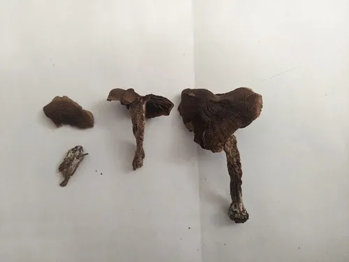 Cortinarius parvannulatus