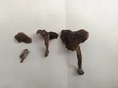 Cortinarius parvannulatus thumbnail 1