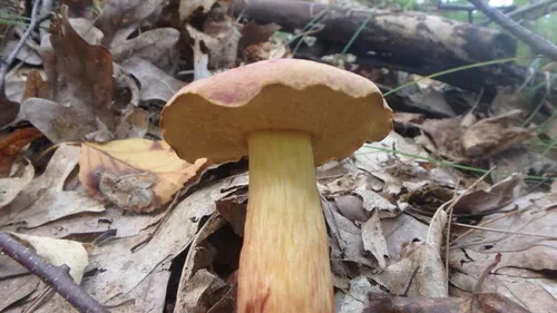 Boletus miniatopallescens