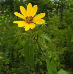 pale-leaved woodland sunflower thumbnail 1