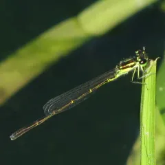Fragile Forktail thumbnail 4