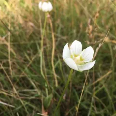 marsh grass-of-Parnassus thumbnail 4