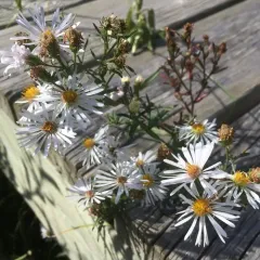 panicled aster thumbnail 5