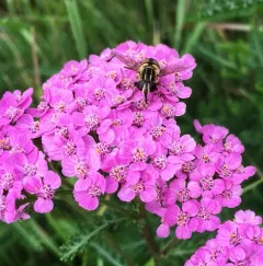 Obscure Marsh Fly thumbnail 3