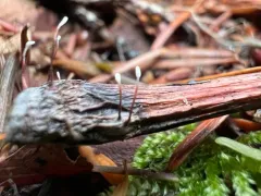 Redleg Club thumbnail 3