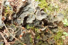 Peltigera cinnamomea thumbnail 2
