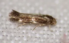 Elachista illectella thumbnail 1