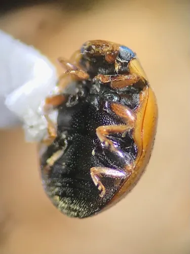 Hyperaspis bolteri