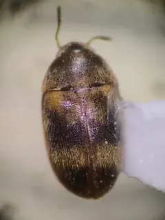 Litargus balteatus thumbnail 2