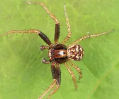 Three-banded Crab Spider thumbnail 2