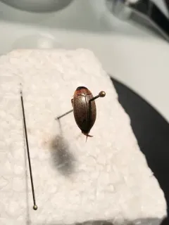 Rhantus consimilis thumbnail 1