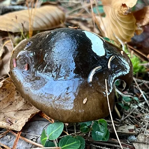 Hygrophorus fuligineus