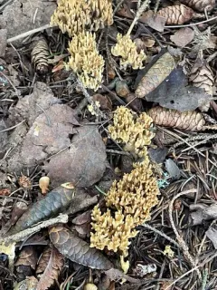 Phaeoclavulina flaccida thumbnail 4
