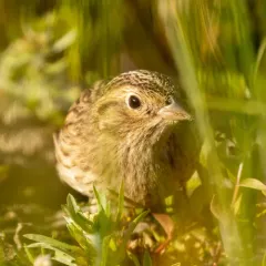 Chestnut-collared Longspur thumbnail 2