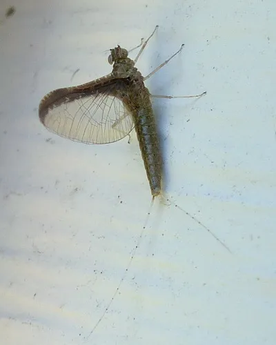 Callibaetis fluctuans