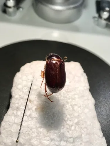 Phyllophaga implicita
