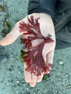 Callophyllis edentata thumbnail 2