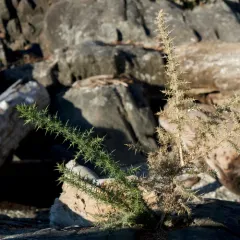 gorse thumbnail 4