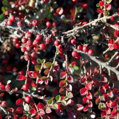 Wall cotoneaster thumbnail 4