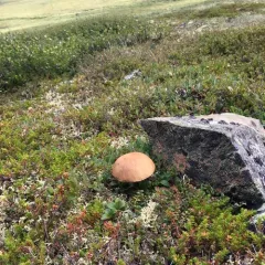 Orange Birch Bolete thumbnail 5