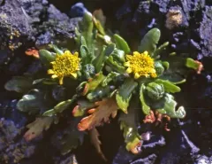 maritime goldfields thumbnail 3