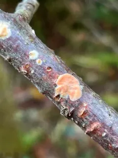 Peniophora aurantiaca thumbnail 3