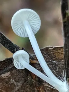 Milky Bonnet thumbnail 2