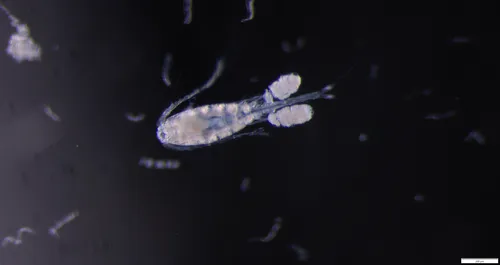 Oithona similis