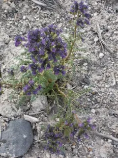 Glandular Phacelia thumbnail 2