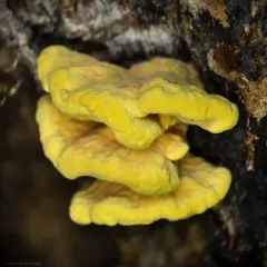 Western Hardwood Sulphur Shelf thumbnail 3