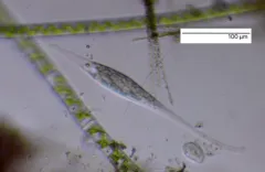 Litonotus cygnus thumbnail 2