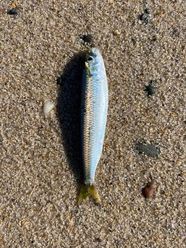 Round Sardinella