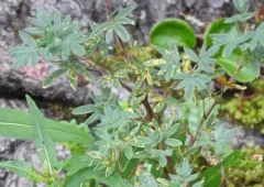 Phragmidium andersonii thumbnail 2