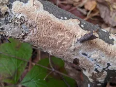 Xylodon raduloides thumbnail 4