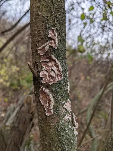 Lopharia cinerascens