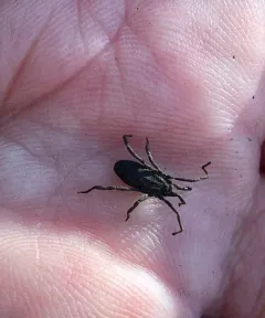 Trogulus tricarinatus thumbnail 2