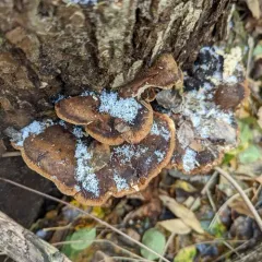 Mustard Yellow Polypore thumbnail 2