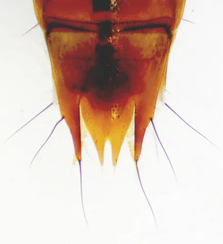 Tachinus frigidus