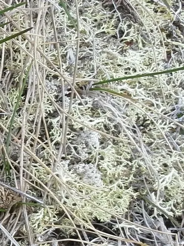 Cladonia rangiformis
