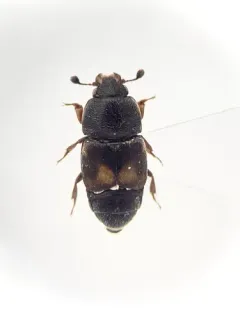 Dried Fruit Beetle thumbnail 3