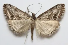Evergestis simulatilis thumbnail 3