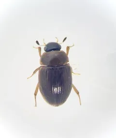 Cercyon laminatus thumbnail 4