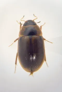 Enochrus hamiltoni thumbnail 3