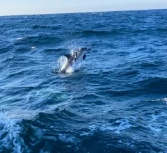 Common Dolphin thumbnail 4