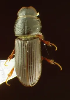 Pleurophorus caesus thumbnail 2